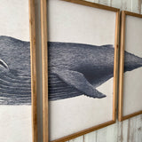 Stampe con cornice in legno Whale set da 3 - OrchideaMilano1981
