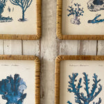 Stampe con cornice in rattan Coastal Mood set da 4 - OrchideaMilano1981